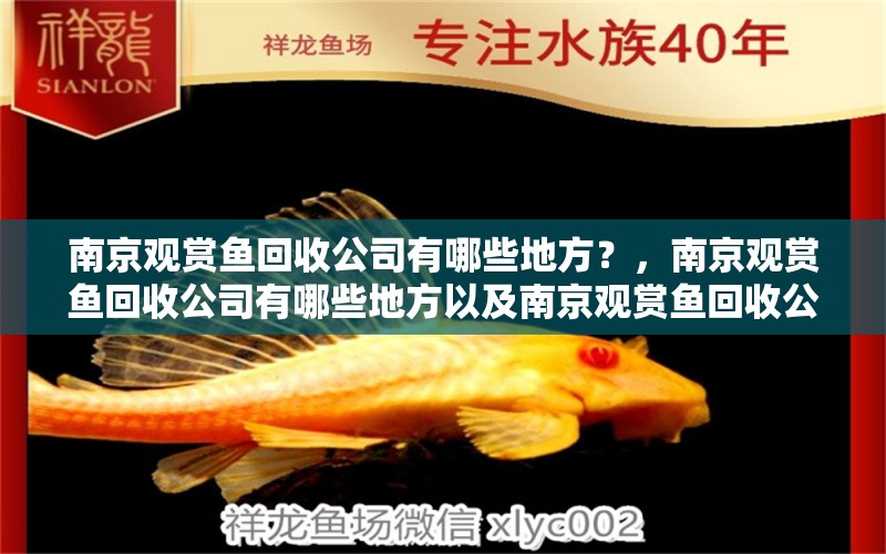 南京观赏鱼回收公司有哪些地方？，南京观赏鱼回收公司有哪些地方以及南京观赏鱼回收公司有哪些地方