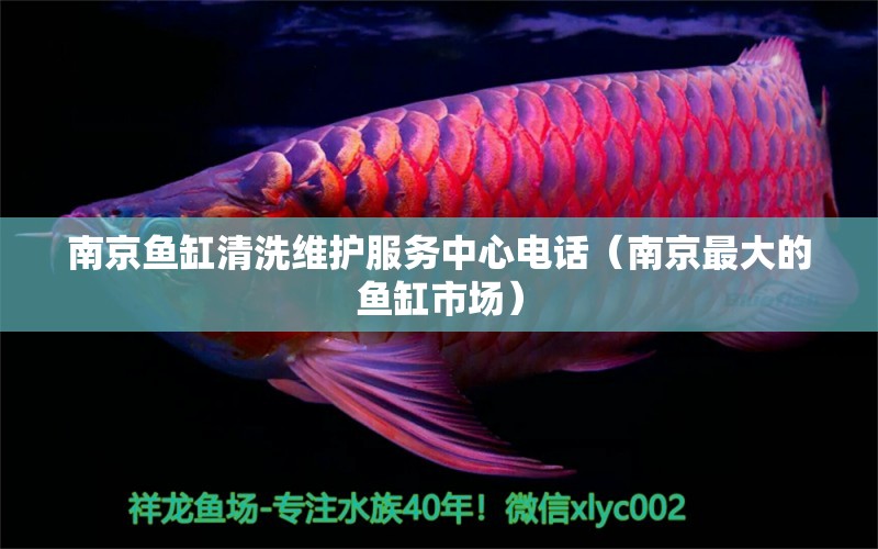 南京鱼缸清洗维护服务中心电话（南京最大的鱼缸市场）