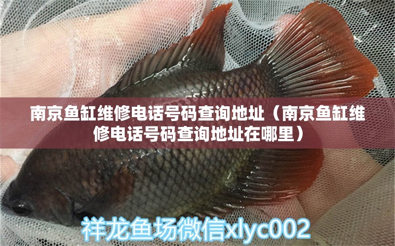 南京鱼缸维修电话号码查询地址（南京鱼缸维修电话号码查询地址在哪里） 杰西卡恐龙鱼