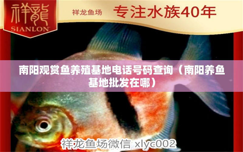 南阳观赏鱼养殖基地电话号码查询（南阳养鱼基地批发在哪） 广州观赏鱼批发市场