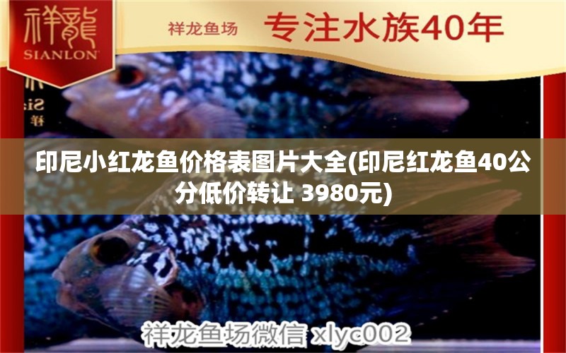 印尼小红龙鱼价格表图片大全(印尼红龙鱼40公分低价转让 3980元) 印尼红龙鱼