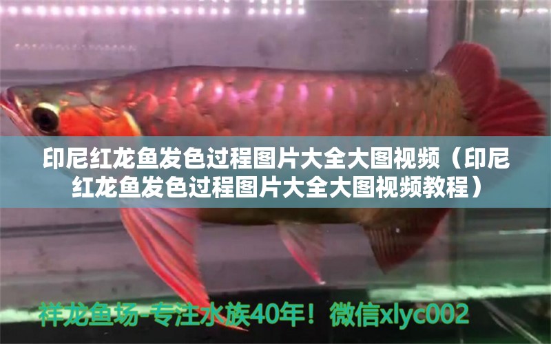 印尼红龙鱼发色过程图片大全大图视频（印尼红龙鱼发色过程图片大全大图视频教程）