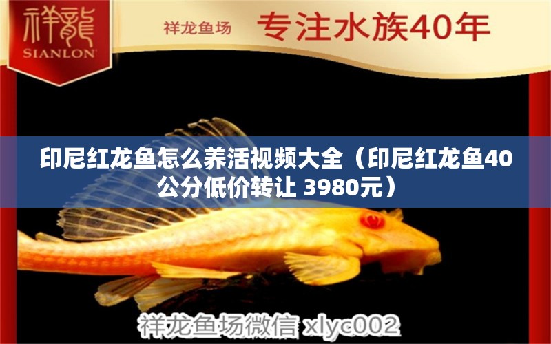 印尼红龙鱼怎么养活视频大全（印尼红龙鱼40公分低价转让 3980元）