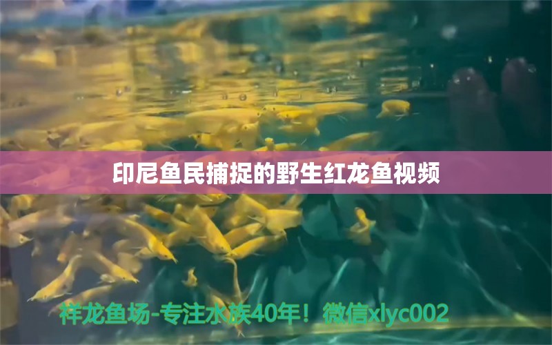 印尼鱼民捕捉的野生红龙鱼视频 祥龙鱼场