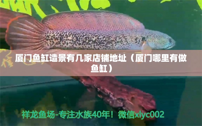 厦门鱼缸造景有几家店铺地址（厦门哪里有做鱼缸） 广州观赏鱼批发市场