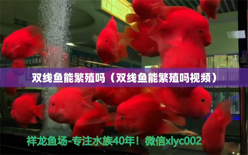 双线鱼能繁殖吗（双线鱼能繁殖吗视频） 广州龙鱼批发市场