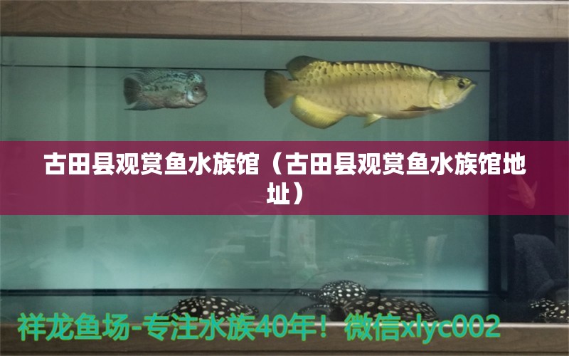 古田县观赏鱼水族馆（古田县观赏鱼水族馆地址）