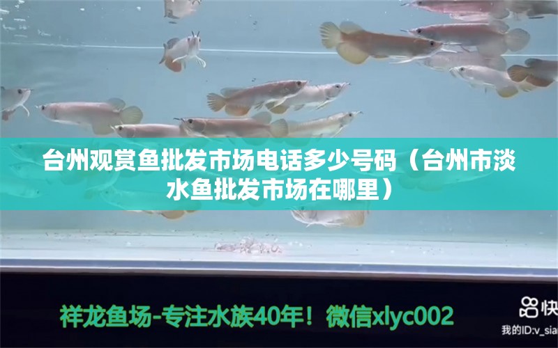 台州观赏鱼批发市场电话多少号码（台州市淡水鱼批发市场在哪里） 观赏鱼批发
