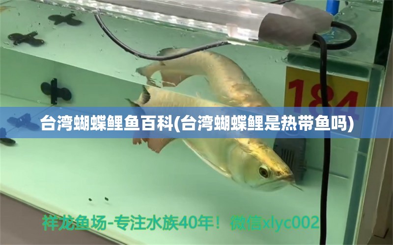 台湾蝴蝶鲤鱼百科(台湾蝴蝶鲤是热带鱼吗)
