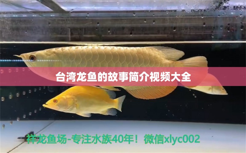 台湾龙鱼的故事简介视频大全