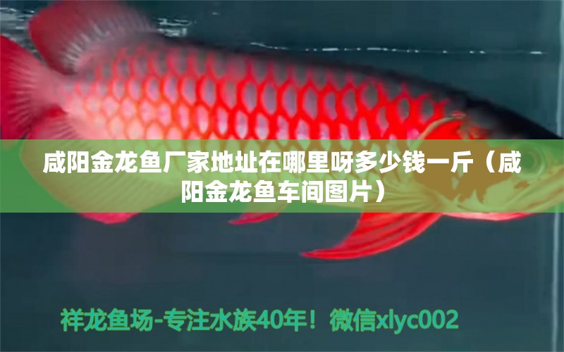 咸阳金龙鱼厂家地址在哪里呀多少钱一斤（咸阳金龙鱼车间图片） 广州观赏鱼批发市场