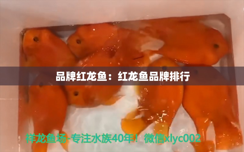 品牌红龙鱼：红龙鱼品牌排行 广州龙鱼批发市场