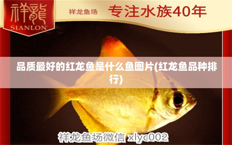 品质最好的红龙鱼是什么鱼图片(红龙鱼品种排行) 新加坡号半红龙鱼（练手级红龙鱼） 第1张