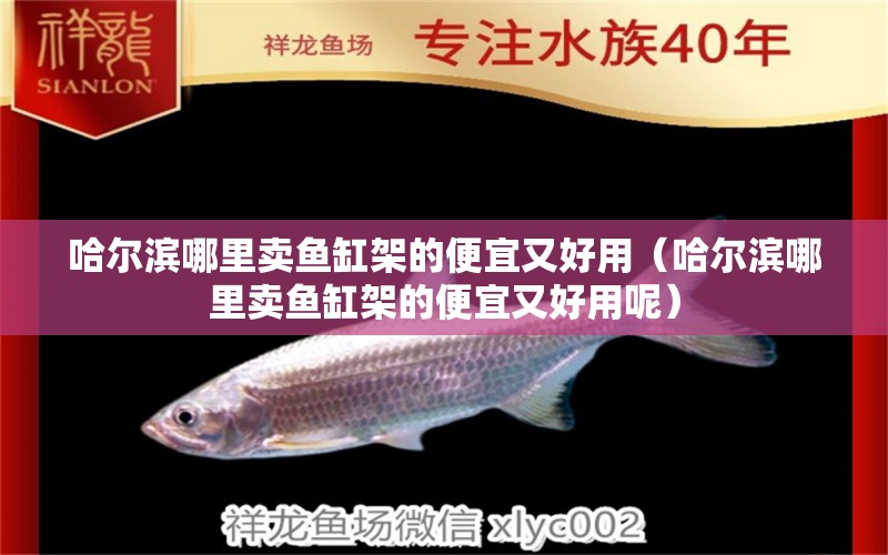 哈尔滨哪里卖鱼缸架的便宜又好用（哈尔滨哪里卖鱼缸架的便宜又好用呢） 萨伊蓝鱼