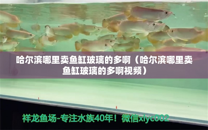 哈尔滨哪里卖鱼缸玻璃的多啊（哈尔滨哪里卖鱼缸玻璃的多啊视频）