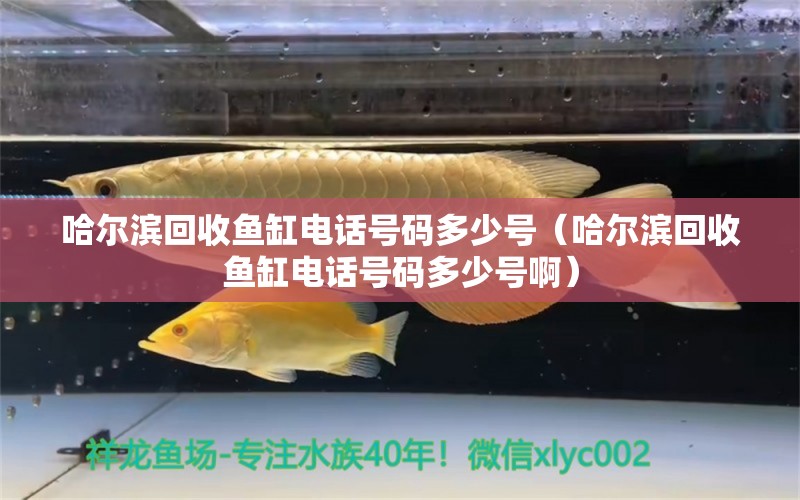 哈尔滨回收鱼缸电话号码多少号（哈尔滨回收鱼缸电话号码多少号啊）