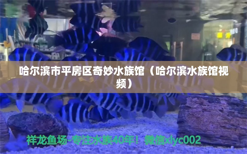 哈尔滨市平房区奇妙水族馆（哈尔滨水族馆视频）