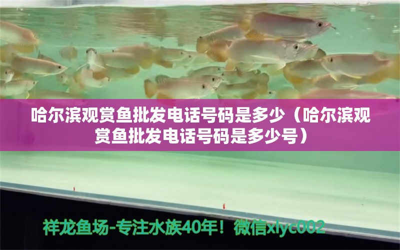 哈尔滨观赏鱼批发电话号码是多少（哈尔滨观赏鱼批发电话号码是多少号）