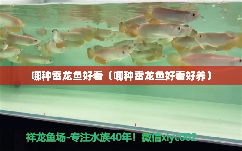 哪种雷龙鱼好看（哪种雷龙鱼好看好养） 广州龙鱼批发市场