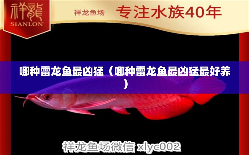 哪种雷龙鱼最凶猛（哪种雷龙鱼最凶猛最好养） 广州龙鱼批发市场