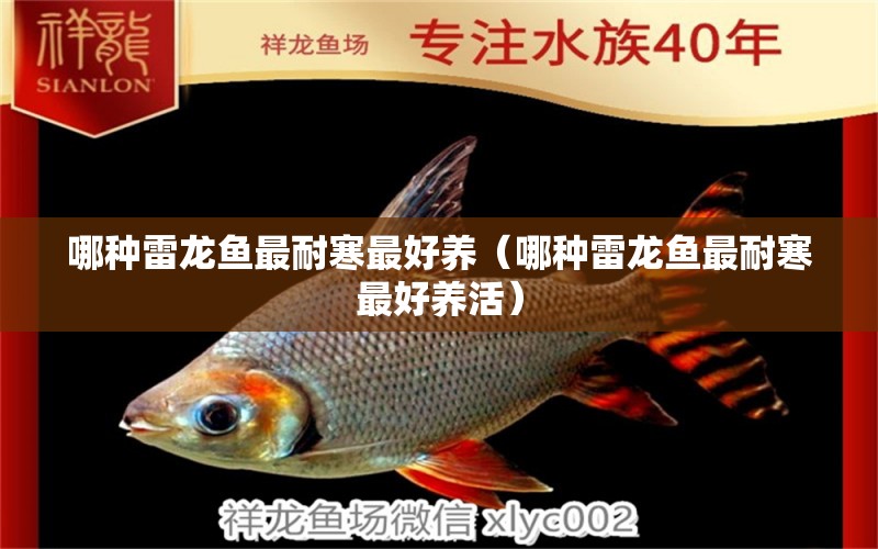 哪种雷龙鱼最耐寒最好养（哪种雷龙鱼最耐寒最好养活） 广州龙鱼批发市场