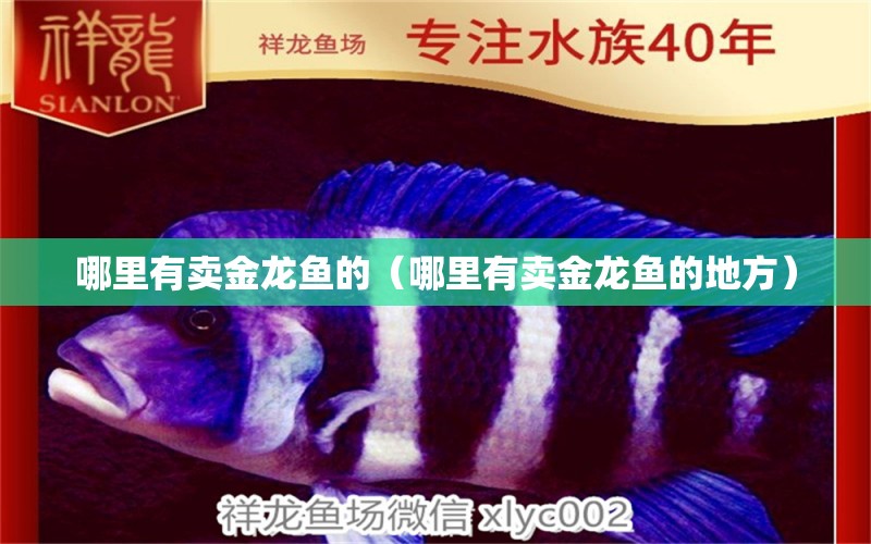 哪里有卖金龙鱼的（哪里有卖金龙鱼的地方） 广州龙鱼批发市场