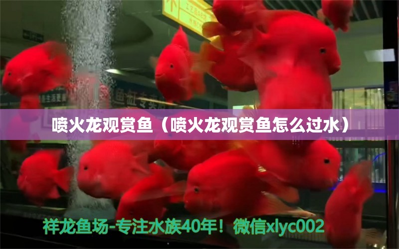 喷火龙观赏鱼（喷火龙观赏鱼怎么过水） 广州龙鱼批发市场