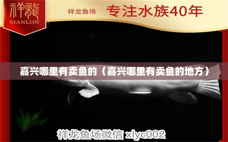 嘉兴哪里有卖鱼的（嘉兴哪里有卖鱼的地方） 广州龙鱼批发市场