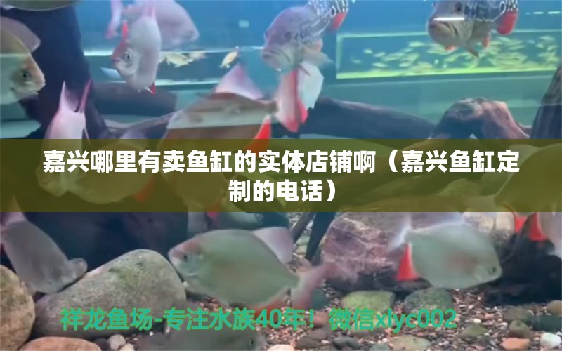 嘉兴哪里有卖鱼缸的实体店铺啊（嘉兴鱼缸定制的电话） 广州观赏鱼批发市场