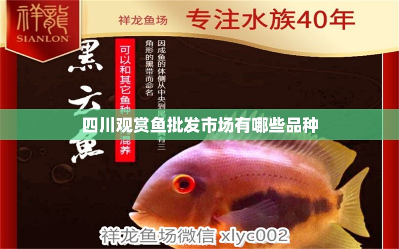 四川观赏鱼批发市场有哪些品种