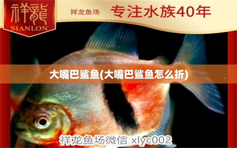 大嘴巴鲨鱼(大嘴巴鲨鱼怎么折) 元宝凤凰鱼专用鱼粮