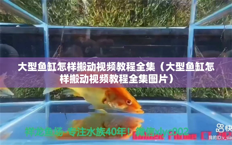 大型鱼缸怎样搬动视频教程全集（大型鱼缸怎样搬动视频教程全集图片）