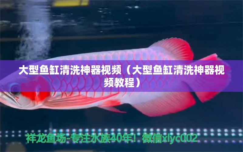 大型鱼缸清洗神器视频（大型鱼缸清洗神器视频教程） 观赏鱼市场（混养鱼）