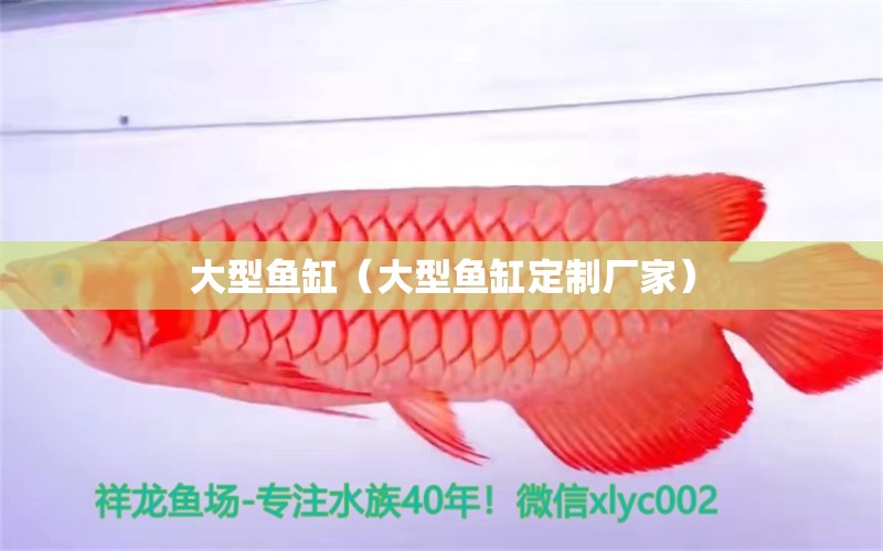 大型鱼缸（大型鱼缸定制厂家） 广州龙鱼批发市场