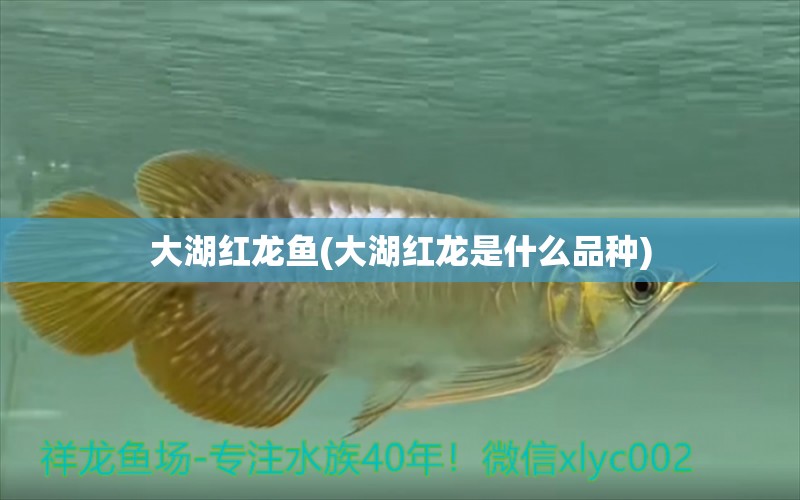 大湖红龙鱼(大湖红龙是什么品种) 大湖红龙鱼