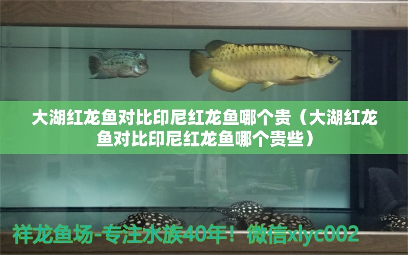 大湖红龙鱼对比印尼红龙鱼哪个贵（大湖红龙鱼对比印尼红龙鱼哪个贵些） 大湖红龙鱼