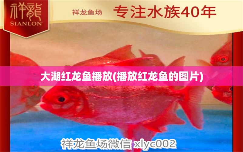 大湖红龙鱼播放(播放红龙鱼的图片) 大湖红龙鱼