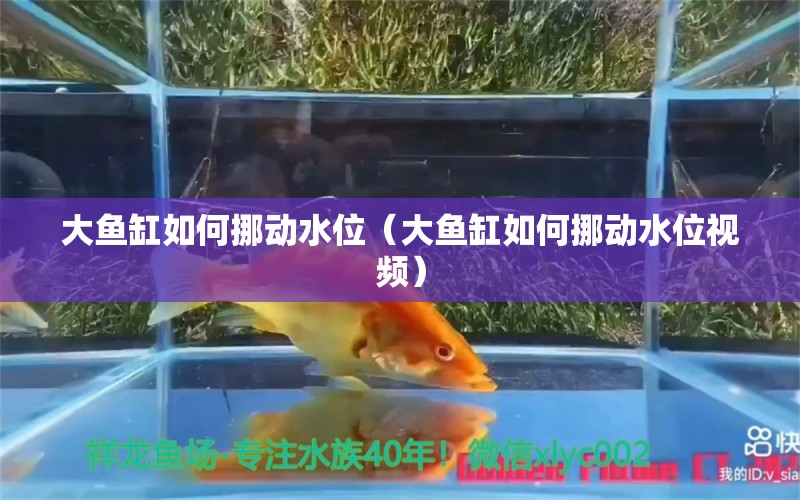 大鱼缸如何挪动水位（大鱼缸如何挪动水位视频）
