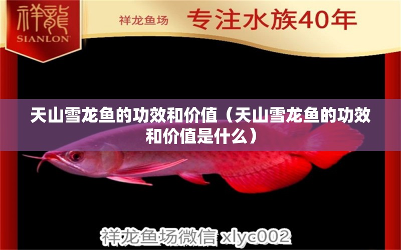 天山雪龙鱼的功效和价值（天山雪龙鱼的功效和价值是什么） 广州龙鱼批发市场