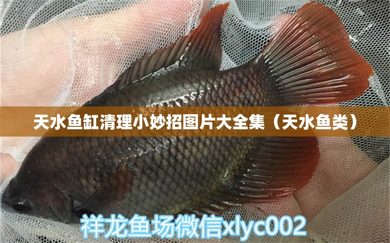 天水鱼缸清理小妙招图片大全集（天水鱼类） 广州观赏鱼批发市场