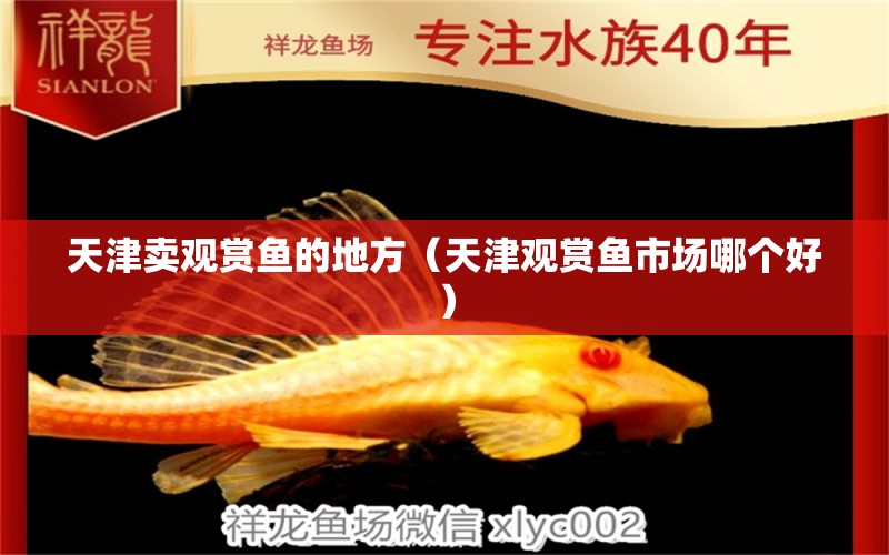 天津卖观赏鱼的地方（天津观赏鱼市场哪个好） 鱼缸清洁用具