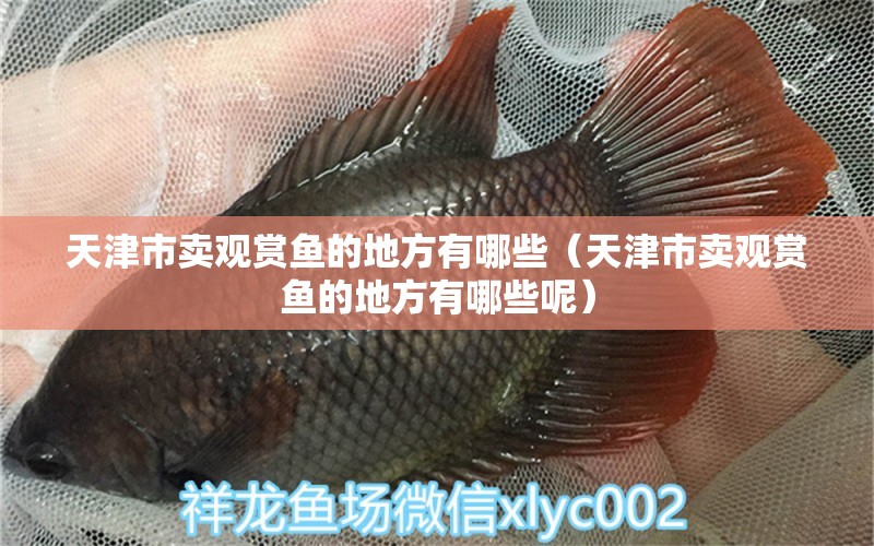天津市卖观赏鱼的地方有哪些（天津市卖观赏鱼的地方有哪些呢）