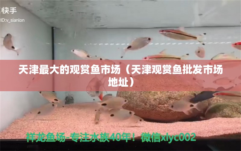 天津最大的观赏鱼市场（天津观赏鱼批发市场地址） 观赏鱼批发