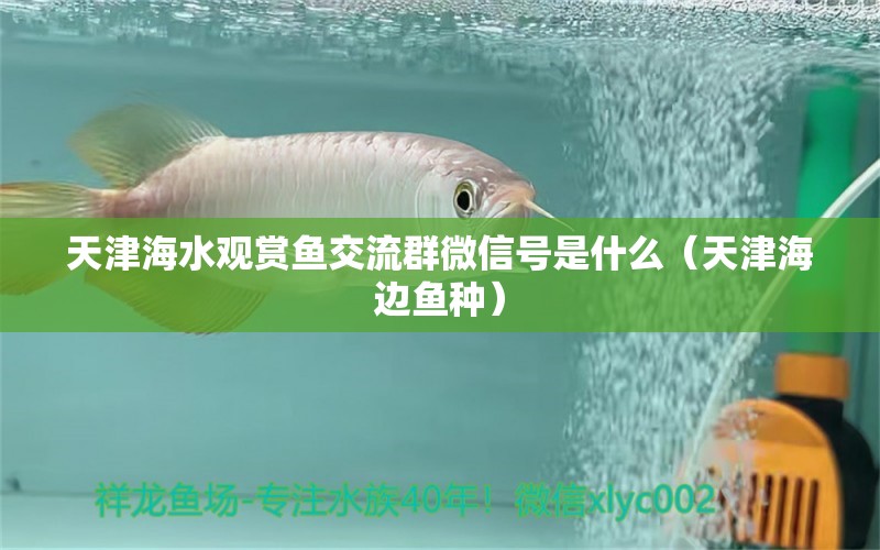 天津海水观赏鱼交流群微信号是什么（天津海边鱼种） 蓝底过背金龙鱼