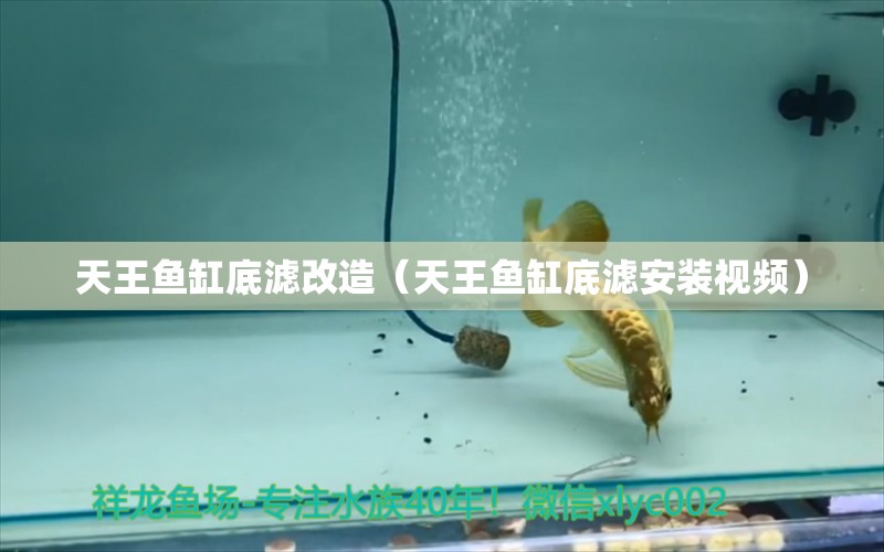 天王鱼缸底滤改造（天王鱼缸底滤安装视频） 泰国虎鱼（泰虎）