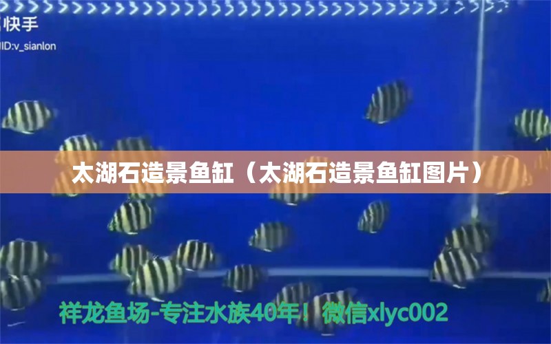 太湖石造景鱼缸（太湖石造景鱼缸图片） 观赏鱼市场（混养鱼）