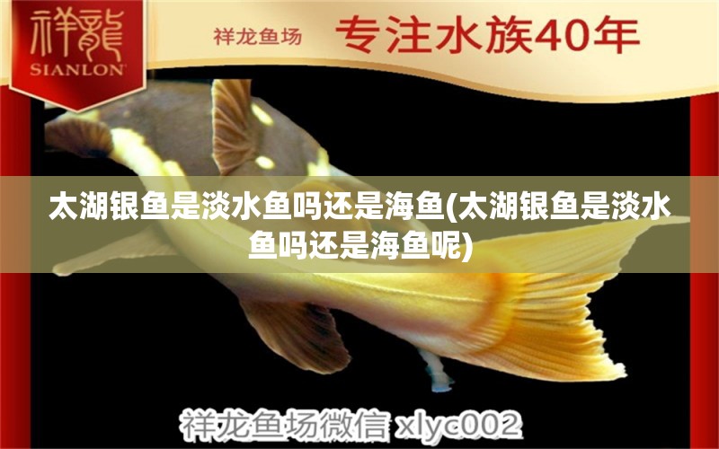 太湖银鱼是淡水鱼吗还是海鱼(太湖银鱼是淡水鱼吗还是海鱼呢)