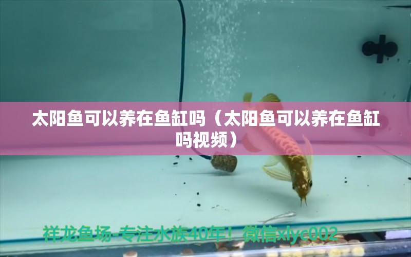 太阳鱼可以养在鱼缸吗（太阳鱼可以养在鱼缸吗视频） 观赏鱼