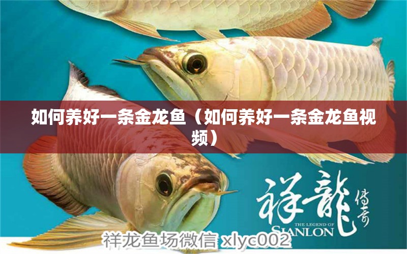 如何养好一条金龙鱼（如何养好一条金龙鱼视频） 广州龙鱼批发市场