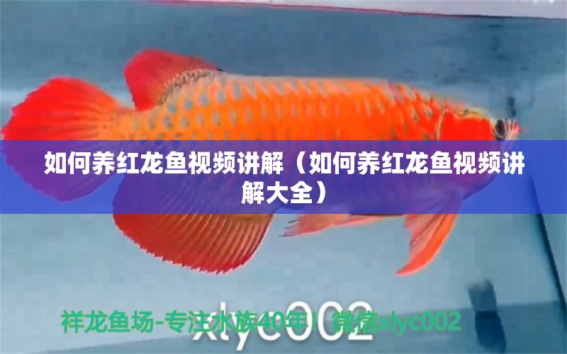 如何养红龙鱼视频讲解（如何养红龙鱼视频讲解大全） 广州龙鱼批发市场